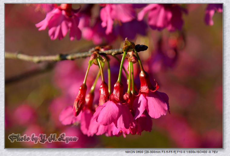 2014櫻花總匯 2014櫻花總匯
