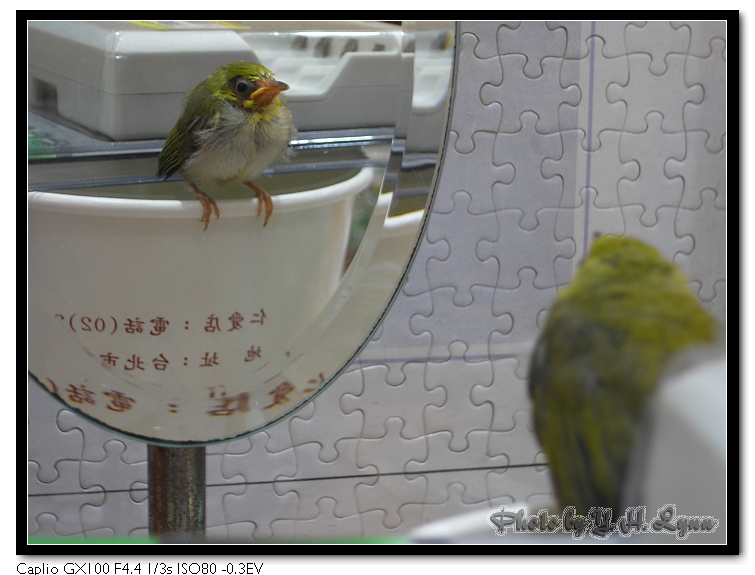 小鳥奶媽 小鳥奶媽