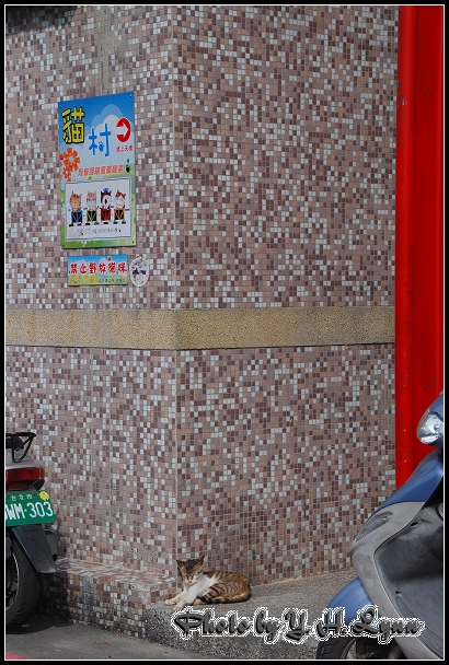 侯硐攝貓 侯硐攝貓