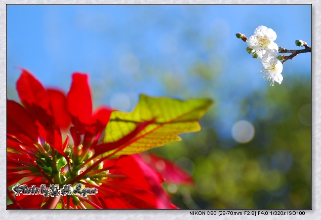 梅(沒)花好幾弄 梅(沒)花好幾弄