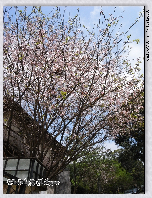 SAKURA坂_2012櫻花道 SAKURA坂_2012櫻花道