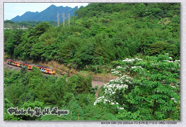 5月雪_106桐花滿山 5月雪_106桐花滿山