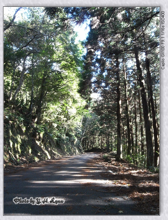 觀霧清泉閒晃趣 – 2 (雪霸國家公園_檜山巨木森林步道) 觀霧清泉閒晃趣 – 2 (雪霸國家公園_檜山巨木森林步道)
