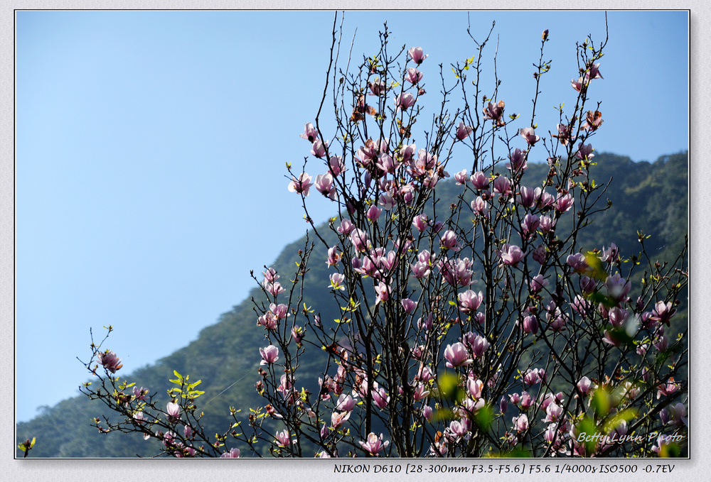 春日賞木蘭花+淡水楓樹湖古道出清天宮(2024.2025)