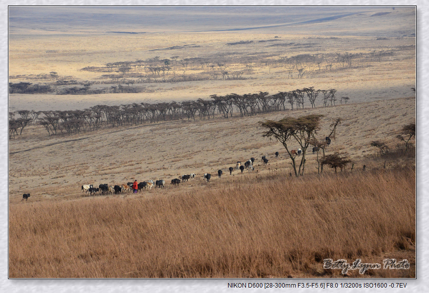 Maasai People (馬賽人) 在 Maasai Mara (馬賽馬拉大草原)